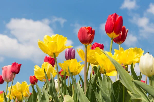 Beautiful colorful tulips against a blue sky with clouds — Stock Photo, Image