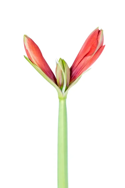 Amaryllis just starting to bloom over a white background — Stock Photo, Image