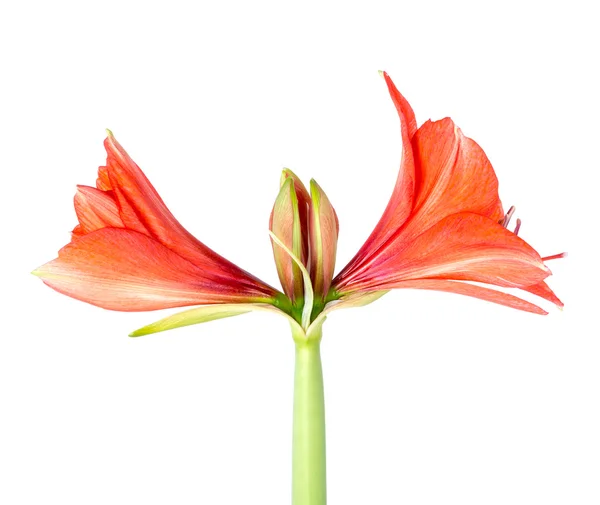 Amaryllis beginnen te bloeien op een witte achtergrond — Stockfoto