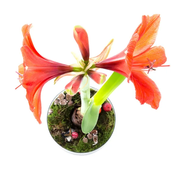 Top view of amaryllis in flower pot over a white background — Stock Photo, Image