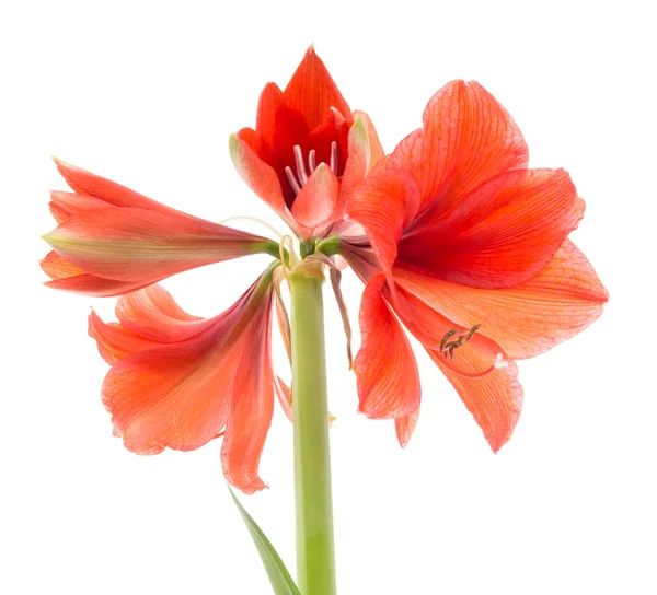 Bloeiende amaryllis op een witte achtergrond — Stockfoto