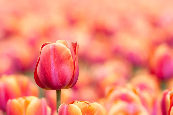 Orange tulip med selektiv inriktning — Stockfoto