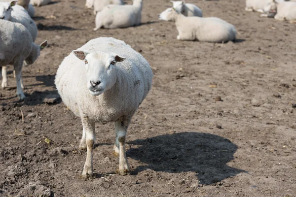 Ovejas embarazadas en el campo holandés —  Fotos de Stock