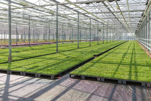 Cultivo de plantas de interior en un invernadero holandés —  Fotos de Stock