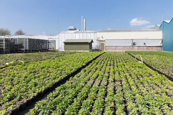 Invernadero holandés con cultivo al aire libre de plantas —  Fotos de Stock