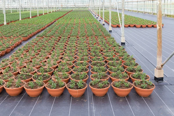 Uprawy rośliny rosnące w pomieszczeniach, w szklarni holenderskich — Zdjęcie stockowe