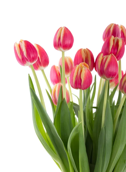 Manojo de tulipanes rojos sobre un fondo blanco — Foto de Stock