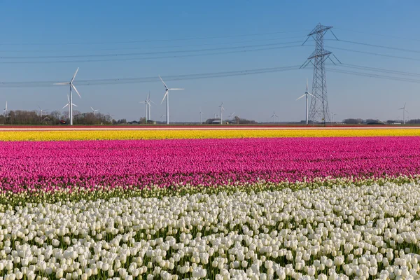 Campo de tulipas holandês com turbinas eólicas e um pilão elétrico — Fotografia de Stock