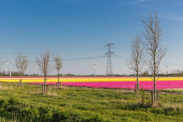 Campo de tulipas holandês com turbinas eólicas e um pilão elétrico — Fotografia de Stock