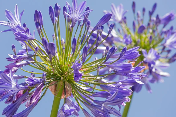 Macro view of purple agapanthus against a blue sky — Stock Photo, Image