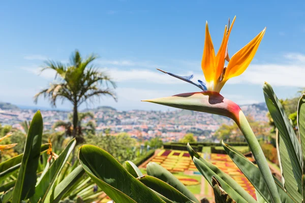 Strelicia w ogrodzie botanicznym w Funchal na Maderze — Zdjęcie stockowe