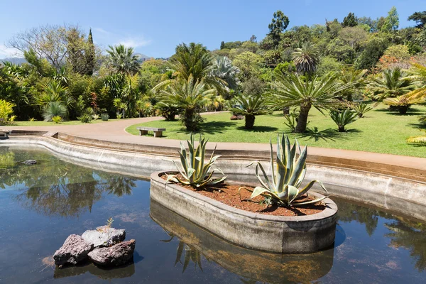 Stagno con palme nel giardino botanico Madeira — Foto Stock