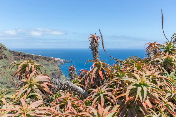 Vista en la costa rocosa de Madeira con cactus — Foto de Stock