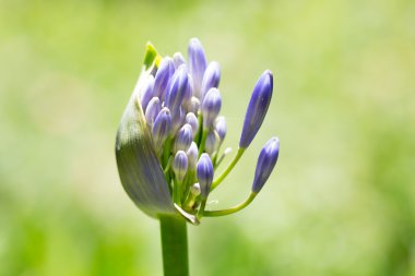 Beautiful agapanthus with selective focus against green background clipart