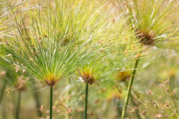 Papirus piękne rośliny z selektywne focus — Zdjęcie stockowe