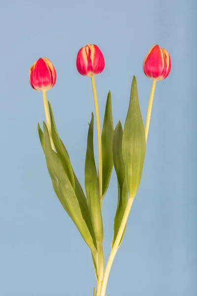 Tres tulipanes rojos sobre un fondo azul —  Fotos de Stock