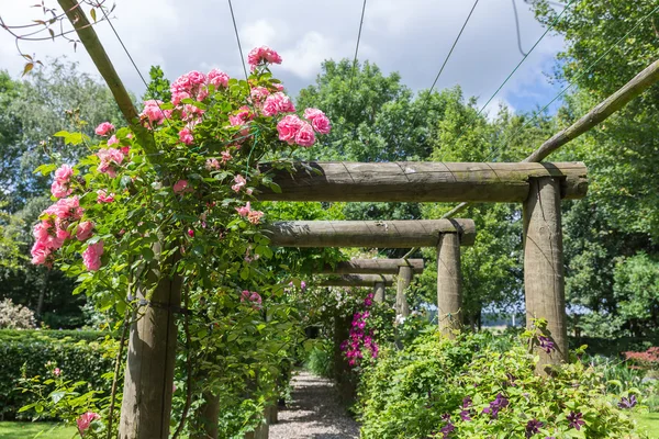 Decoratieve tuin met pergola en rosa — Stockfoto