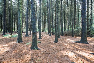 Ağaçların arasından güneş ormanı