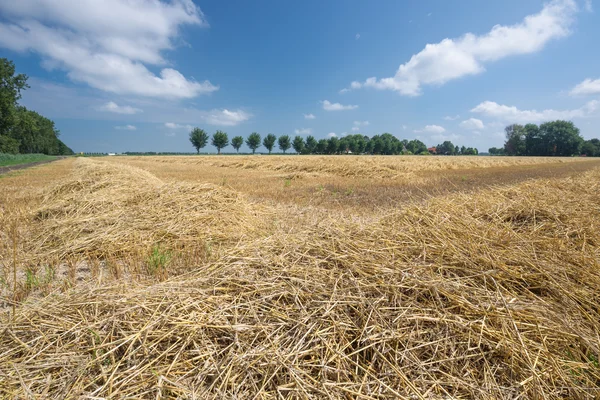 Dutch farmland with harvested wheat — Stock Photo, Image