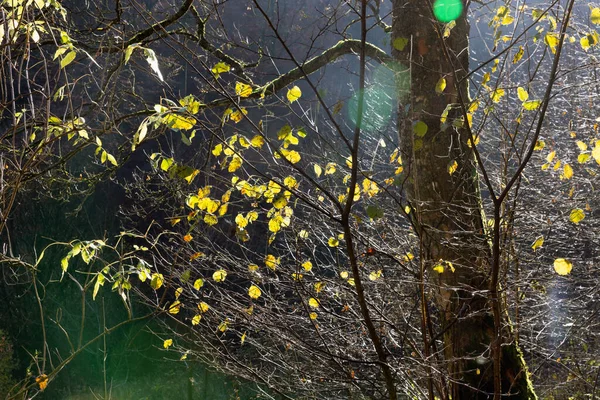 Herfst Kleuren in het bos met prachtig zonlicht — Stockfoto