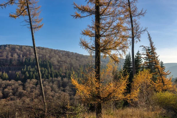 Piękny jesienny krajobraz w Rothaarsteig szlak turystyczny w pobliżu niemieckiego Brilonu — Zdjęcie stockowe