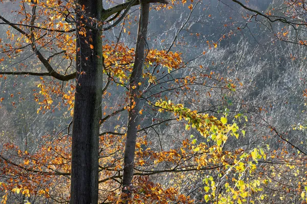 Efterårsfarver i skov med smukt sollys - Stock-foto