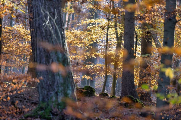 Ormanda sonbahar renkleri ve güzel güneş ışığı — Stok fotoğraf