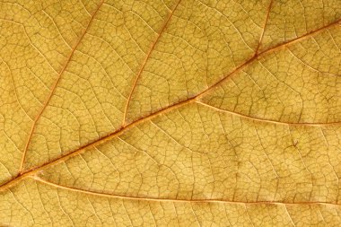 Detail leaf plane-tree with autumn colors