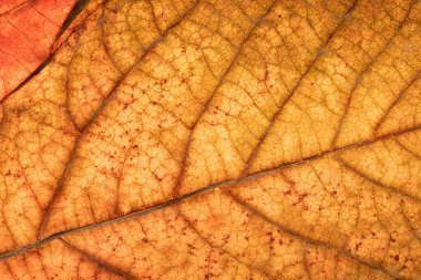 Detail leaf plane-tree with autumn colors