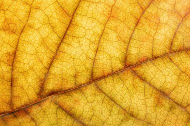 Detail leaf plane-tree with autumn colors