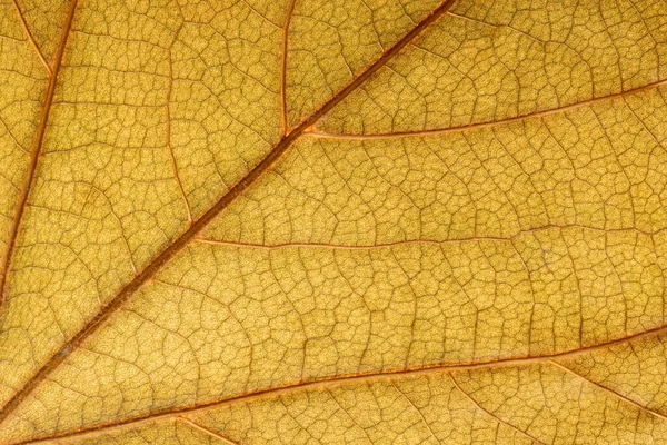 Detail leaf plane-tree with autumn colors — Zdjęcie stockowe