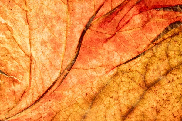 Detail leaf plane-tree with autumn colors — Stockfoto