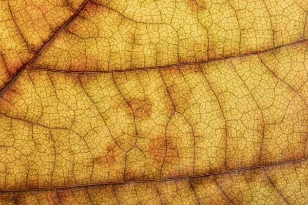 Detail leaf plane-tree with autumn colors — Stockfoto