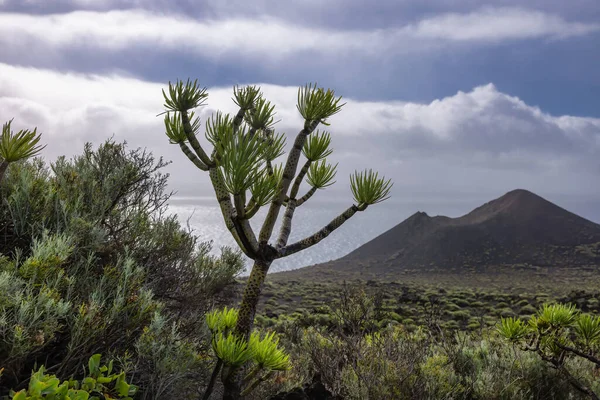 Albero Del Drago Alle Canarie Palma Vicino Vulcano Teneguia — Foto Stock