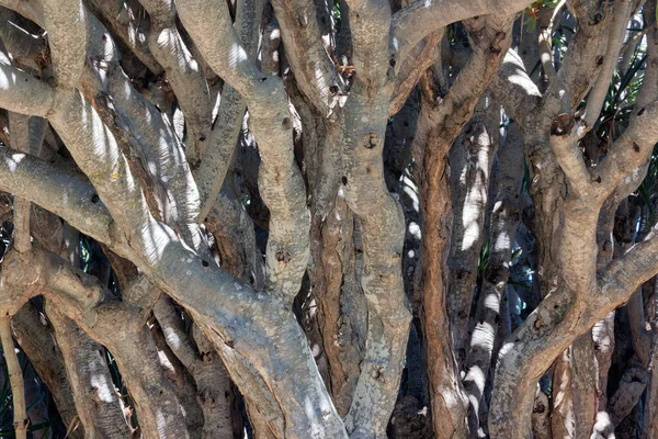 Ramas Detalle Árbol Del Dragón Palma Islas Canarias España —  Fotos de Stock