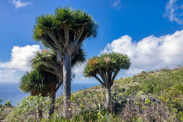 Árbol Dragón Isla Canaria Palma Con Hermosas Nubes Cielo — Foto de Stock