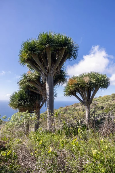 Árbol Dragón Isla Canaria Palma Con Hermosas Nubes Cielo — Foto de Stock