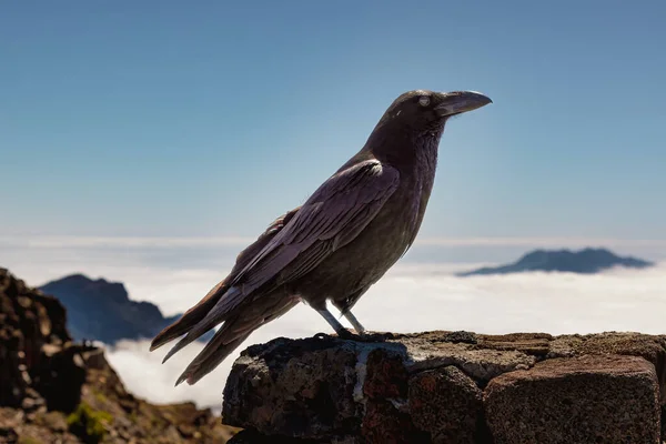 Crow Top Roque Los Muchachos Viewpoint Palma Island Canary Islands — ストック写真