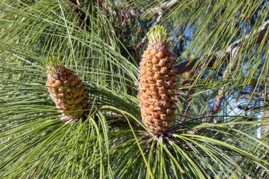 Pine tree with pine cone and needles