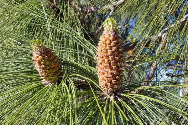 Pine Tree Pine Cone Needles — 图库照片