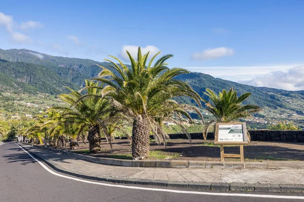 Palmen Der Nähe Des Boulevards Santa Cruz Auf Palma Kanarische — Stockfoto