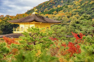 Japonya - 21 Kasım 2019: Kyoto 'daki Kinkakuji Tapınağı' nda renkli ağaçların arasında yer alan Altın Köşk