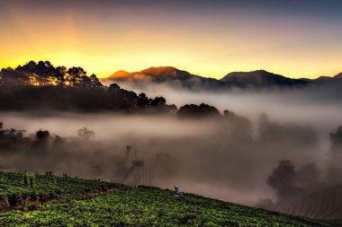 Doi Angkhang Çilek Planasyonu 'nun Doi Angkhang Dağı, Chiangmai, Tayland' da Sabah Buğusu ile Manzarası