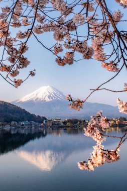 Fuji Mountain and Sakura Branches in Spring at Kawaguchiko Lake, Japan