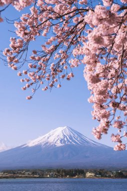 Fuji Mountain and Sakura Branches in Spring at Kawaguchiko Lake, Japan