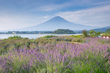 Fuji Dağı ve Lavanta Tarlası Yazın Oishi Park, Kawaguchiko Gölü, Yamanashi, Japonya