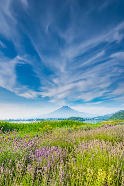 Fuji Mountain Lavender Field Summer Oishi Park Kawaguchiko Lake Yamanashi — Fotografia de Stock