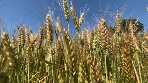Žluté Uši Pšenice Houpat Větru Modrou Oblohou Pozadí Koncept Potravinové — Stock video