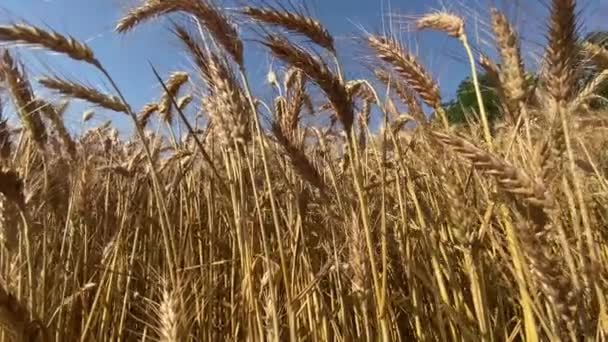 Желтые Колосья Зрелой Пшеницы Раскачиваются Ветру Фоне Голубого Неба Концепция — стоковое видео