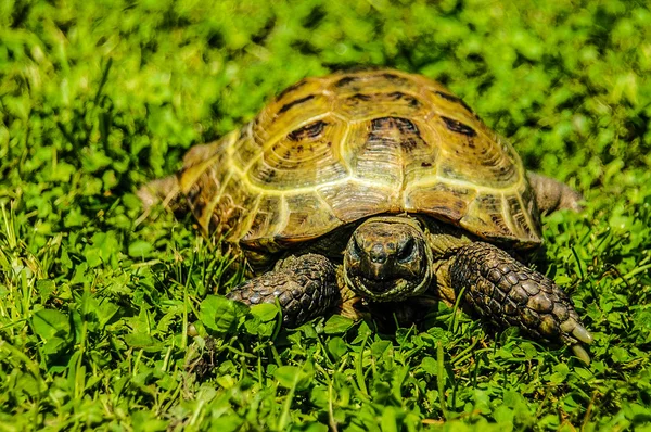 Turtle on grass — Stock Photo, Image